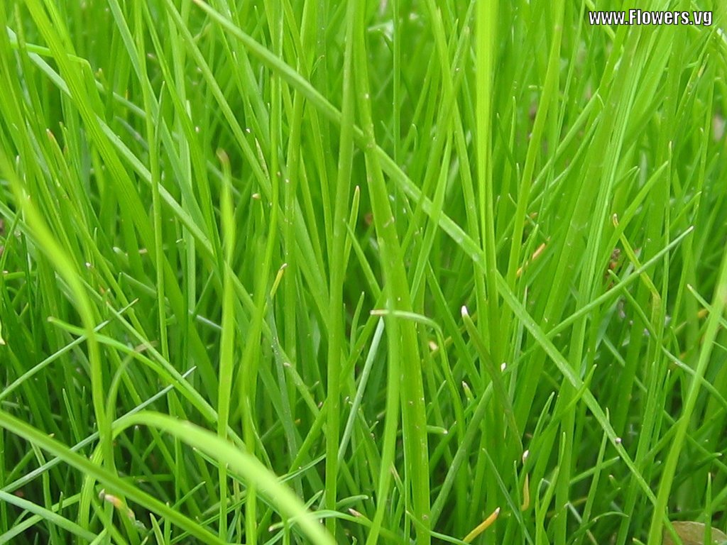 Зеленая трава обои для рабочего стола, крупно, красивое фото