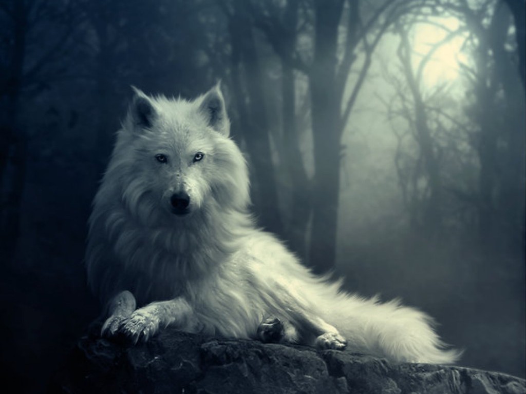 Волк, фото, обои, скачать, красивое фото, wolf