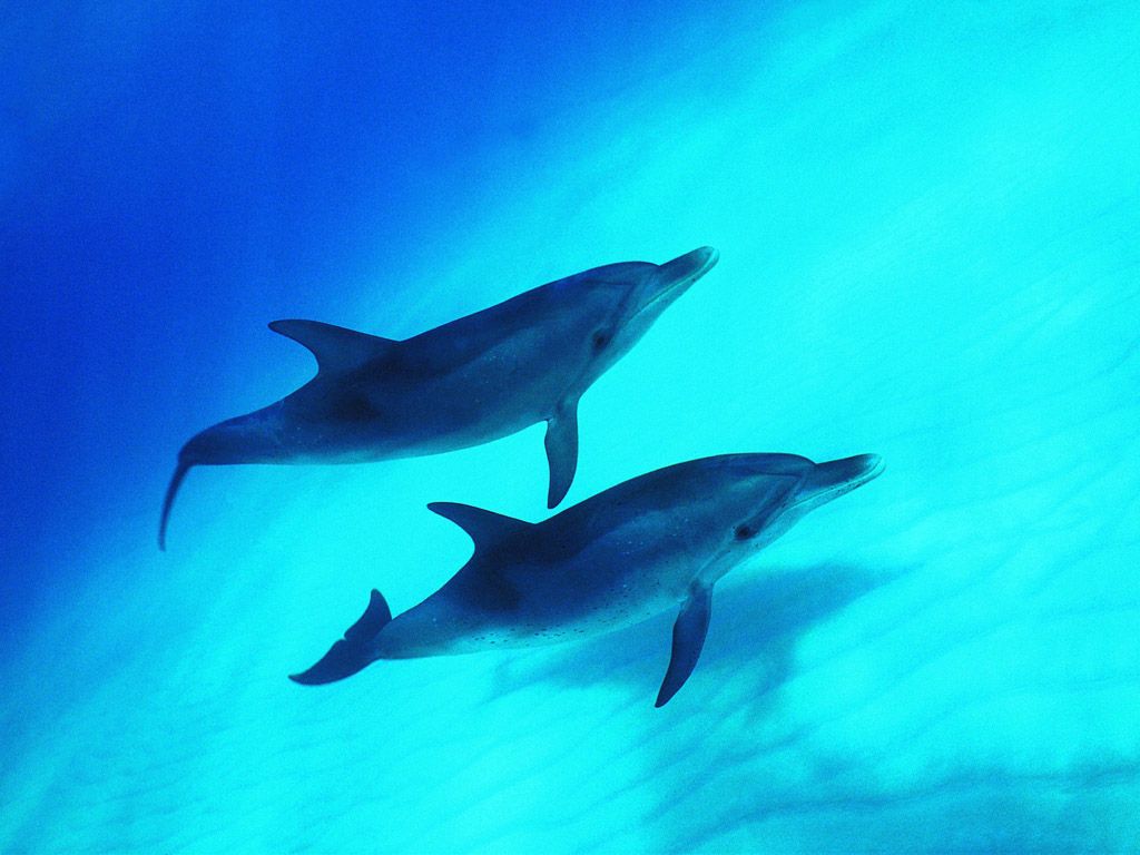 дельфины, фото, обои