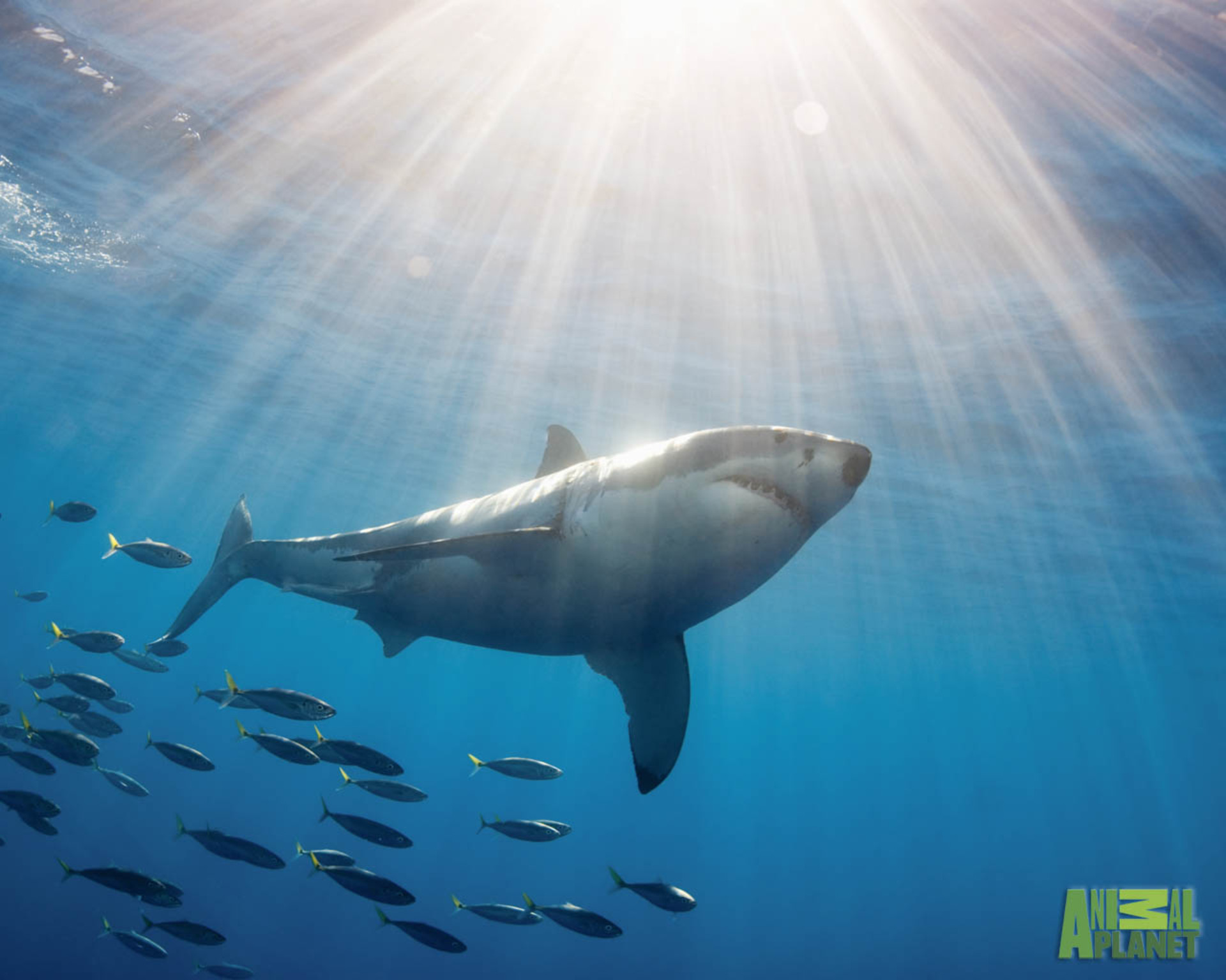 акула под водой, фото, обои для рабочего стола, свет
