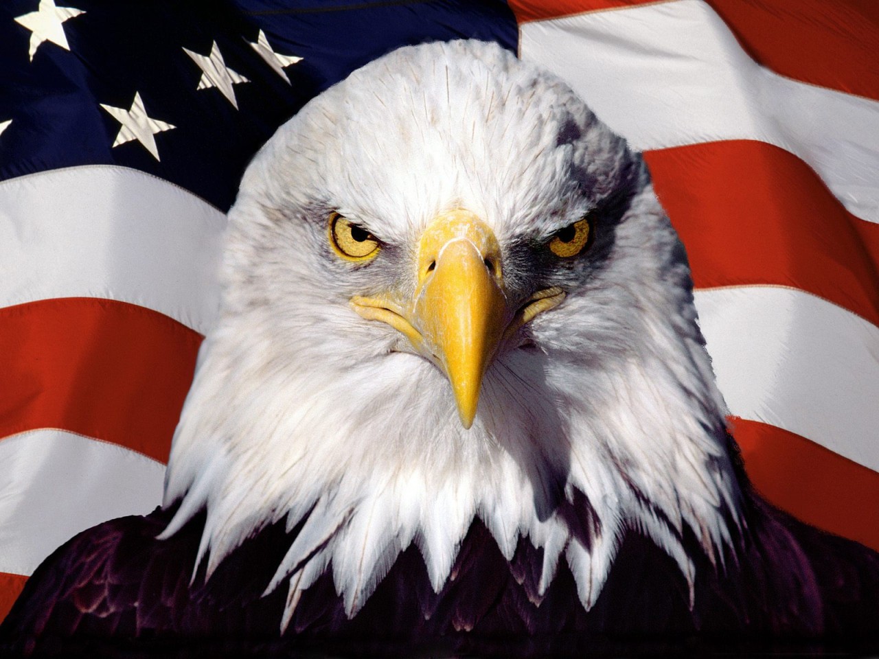 орел на фоне флага США, обои для рабочего стола