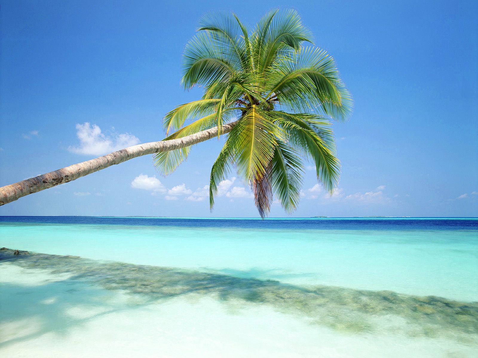 пляж, пальма, море, песок, скачать фото, обои для рабочего стола