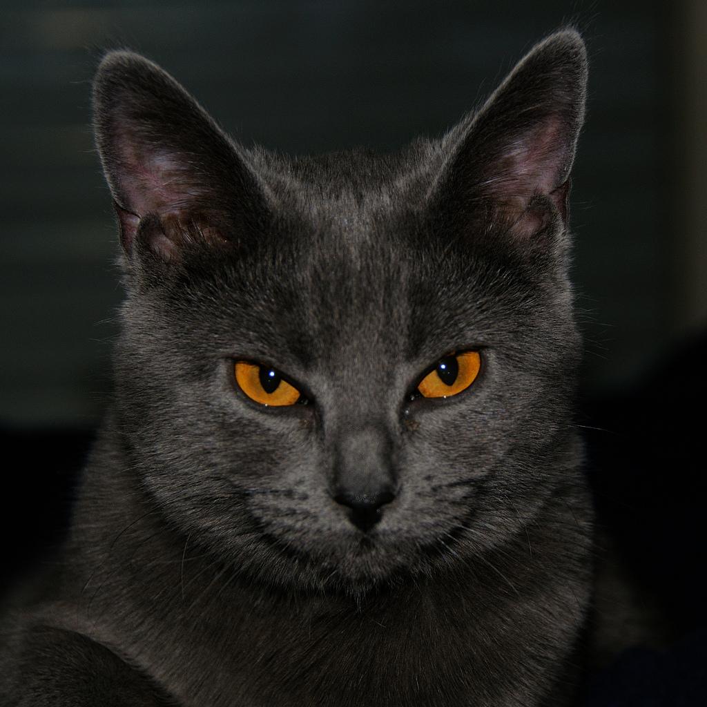 Кошка с желтыми глазами порода. Картезианская кошка шартрез. Шартрез порода кошек. Французская порода кошек шартрез. Кошка британка шартрез.