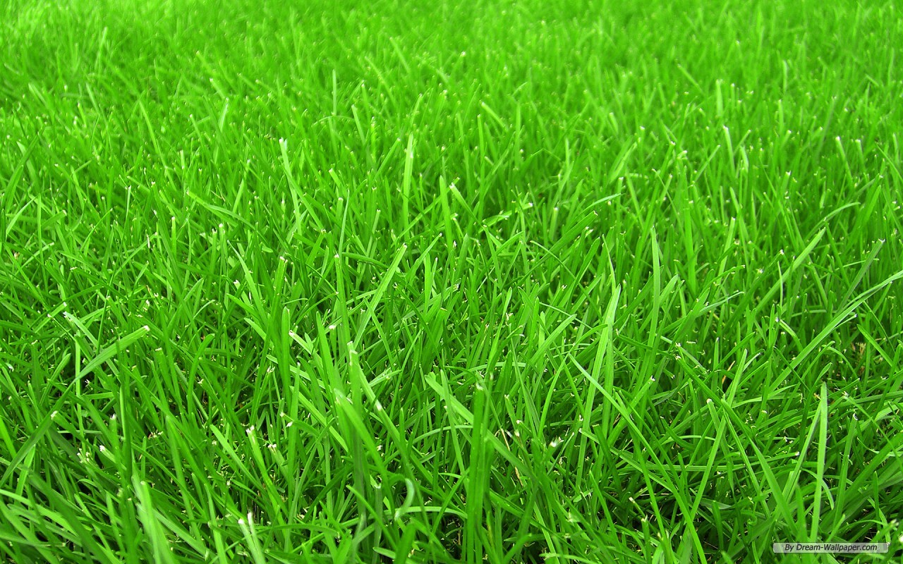 зеленый газон