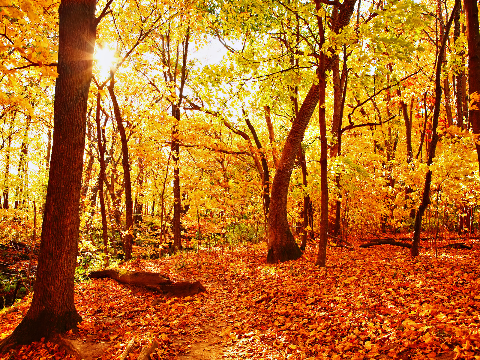 Осенний лес картинки для детей